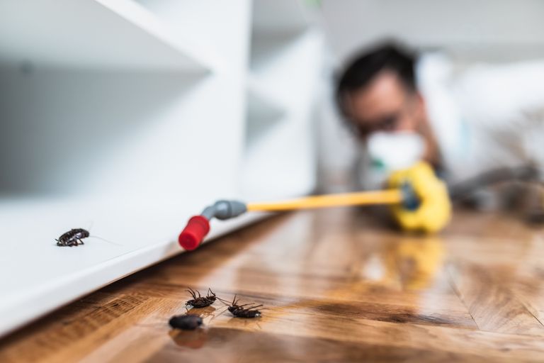 Top Signs You Have an Indoor Pest Problem: Must-Know Clues