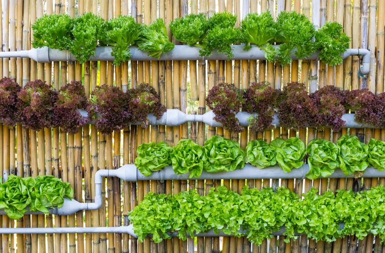 How to Vertical Garden Indoor: Transform Your Space