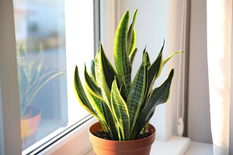 10 plants that can improve your home's air quality | Liberty+